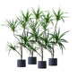 SOGA 4X 180cm Realistic Artificial Dracaena, Rubberised Silk Cloth + Iron Wire, Home Decor - UrbanNest Co