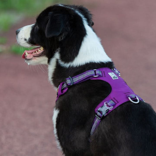 True Love Lightweight Reflective Harness - Purple, XL - UrbanNest Co