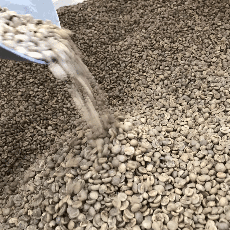 Jaques Green Coffee Beans - UrbanNest Co